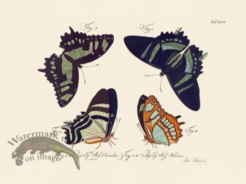 Jablonsky Butterfly 047